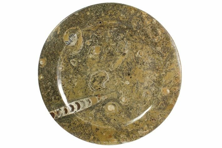 Fossil Orthoceras & Goniatite Round Plate - Stoneware #139502